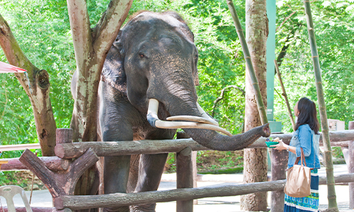 /material-alias/theme/thailand/清邁 大象.jpg